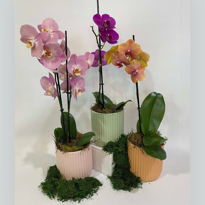 Phalaenopsis Orchid in Pot