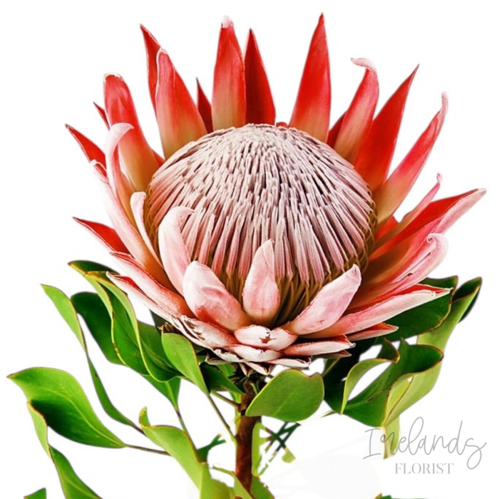 Protea Stems