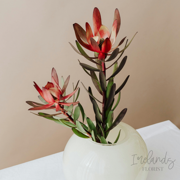 Leucadendron Stems
