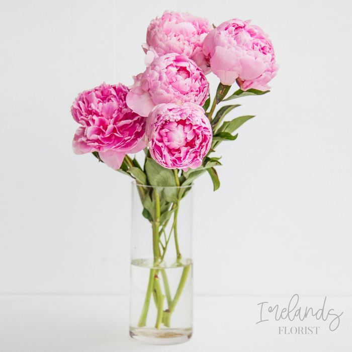 Peony Stems