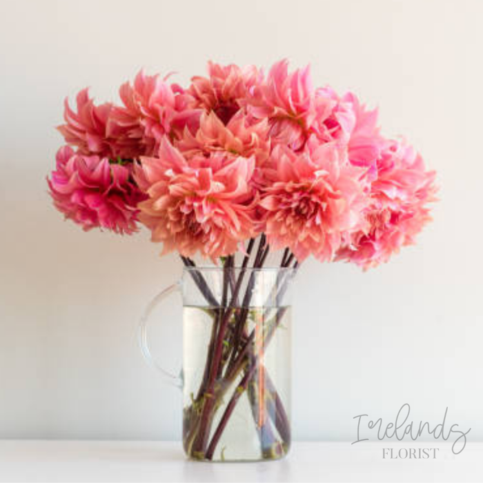Dahlia Stems