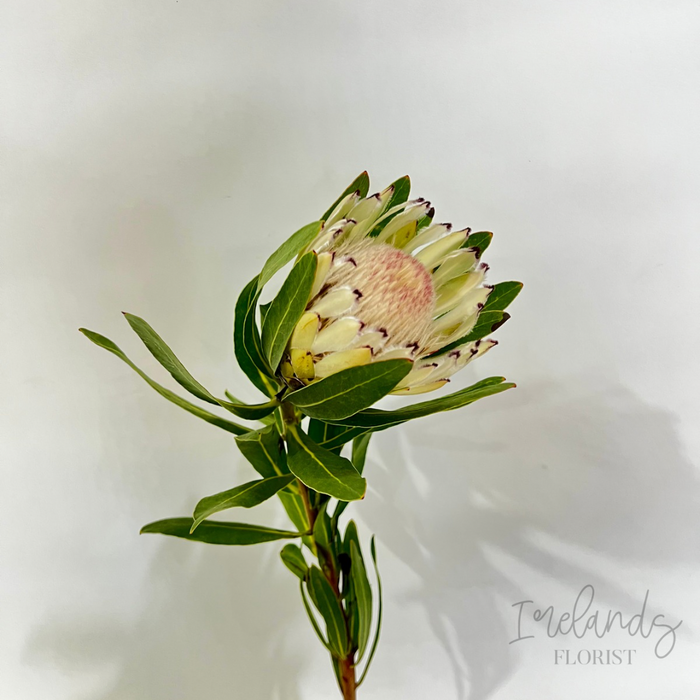 Protea Stems