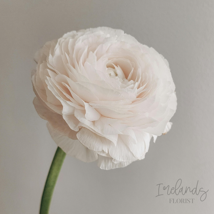Ranunculus Stems