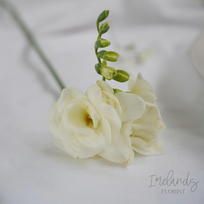 Freesia Stems