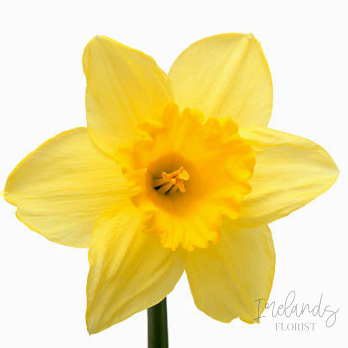 Daffodil/Jonquils Stems