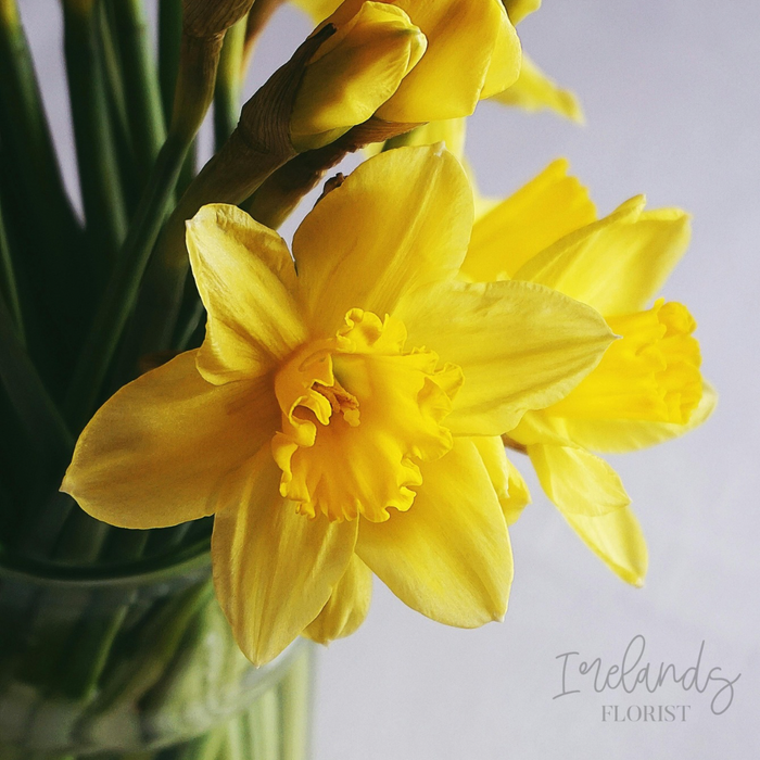 Daffodil/Jonquils Stems