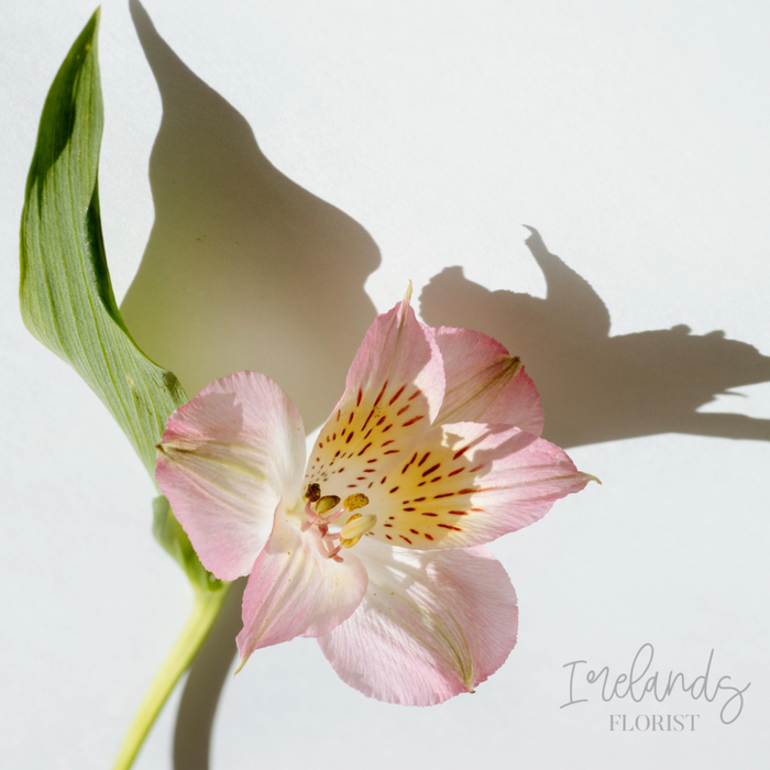 Alstroemeria Stems