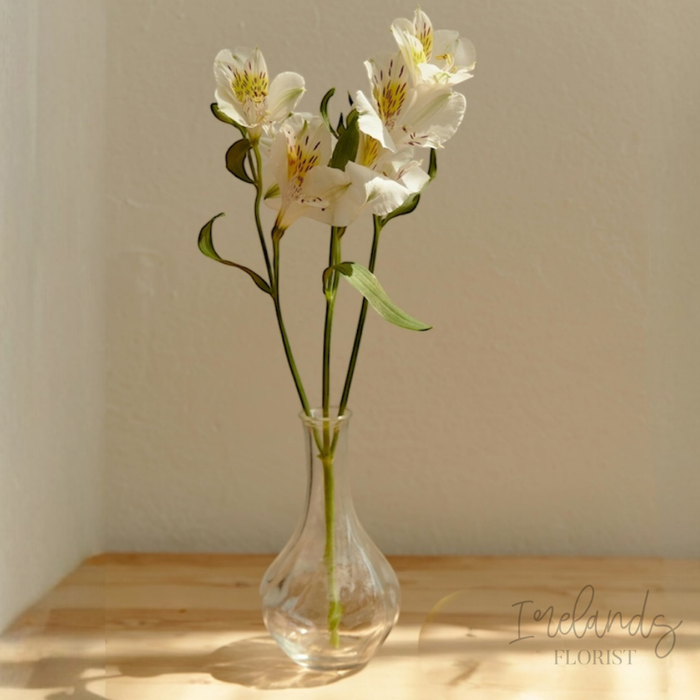 Alstroemeria Stems