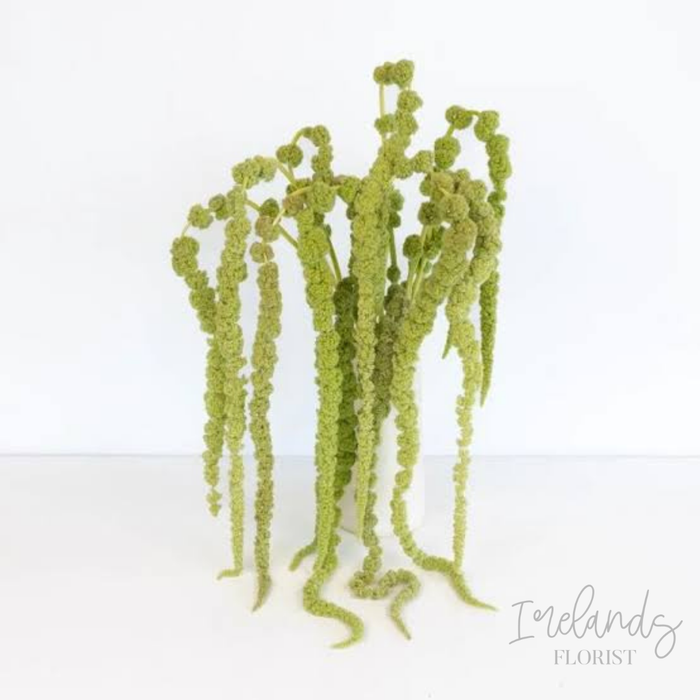 Amaranthus Stems