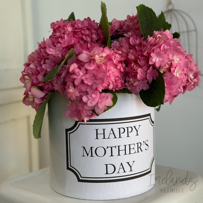 Hydrangea Stems