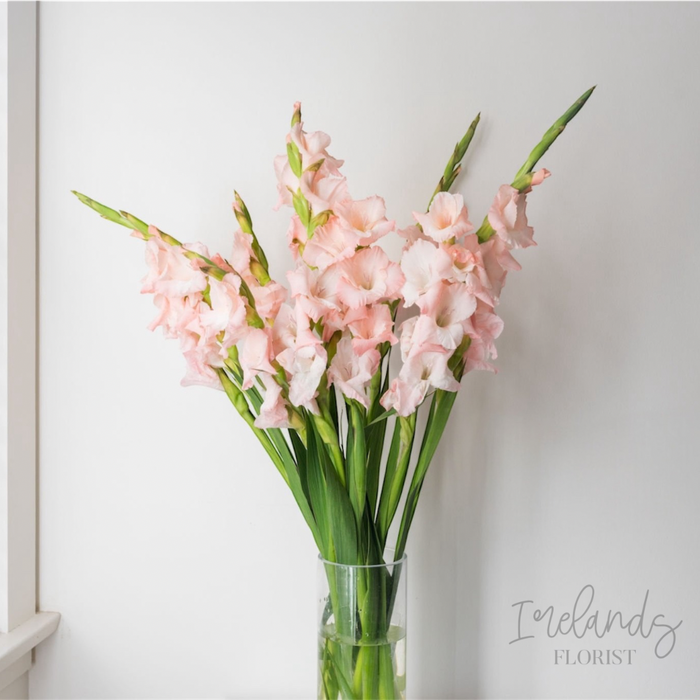 Gladioli Stems