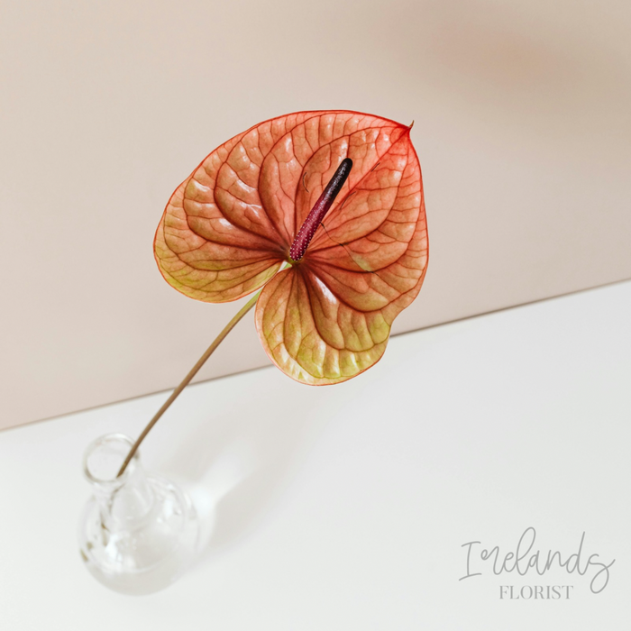 Anthurium Stems