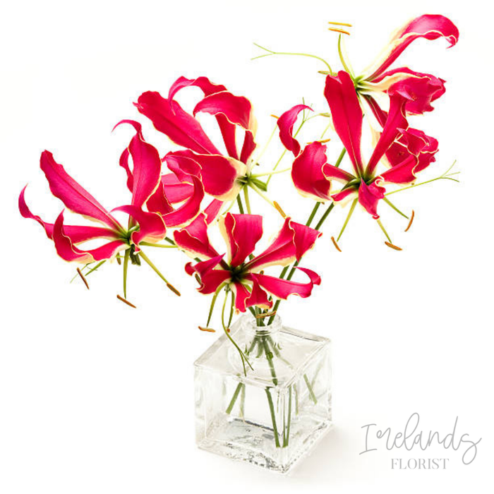 Gloriosa Lily Stems