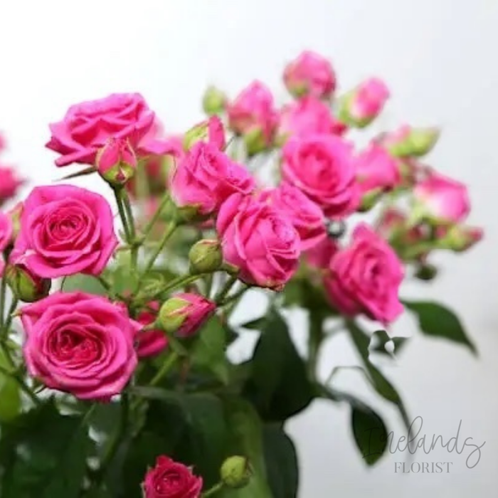Spray Roses Stems