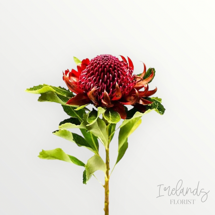 Waratah Stems