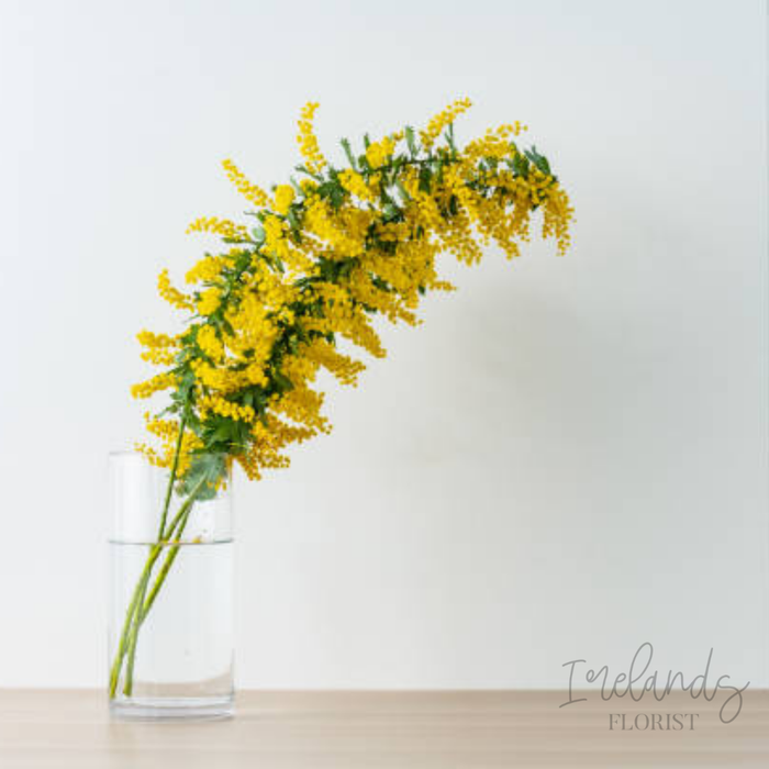 Golden Wattle Stems