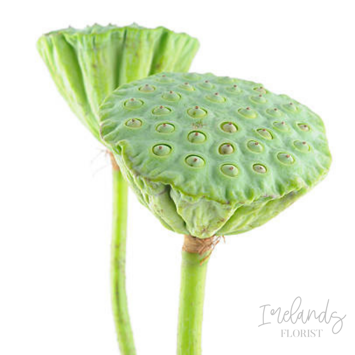 Lotus Pods Stems