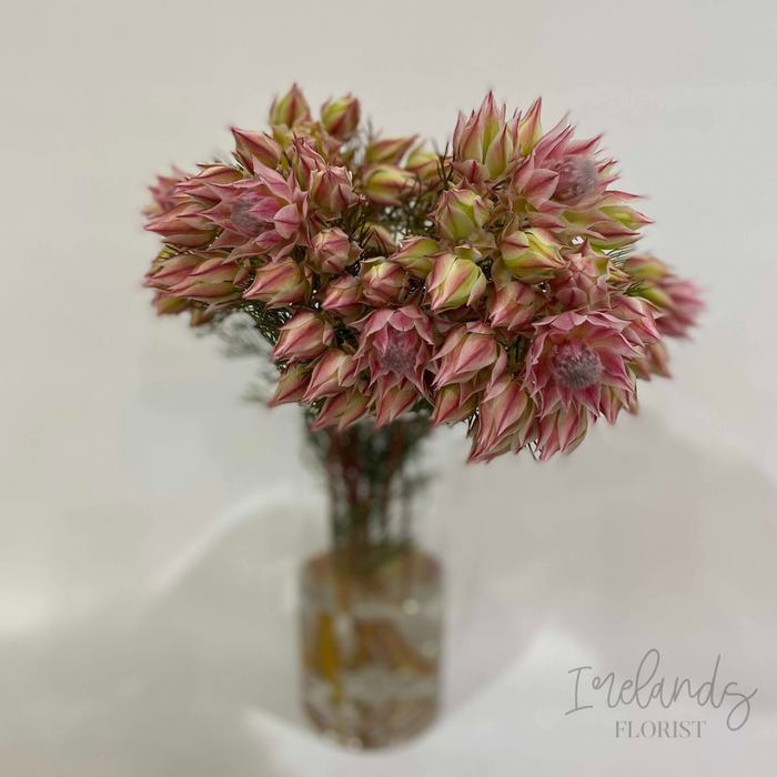 Blushing Bride Stems
