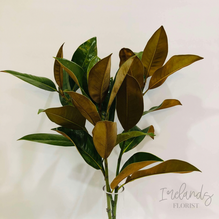 Magnolia Stems
