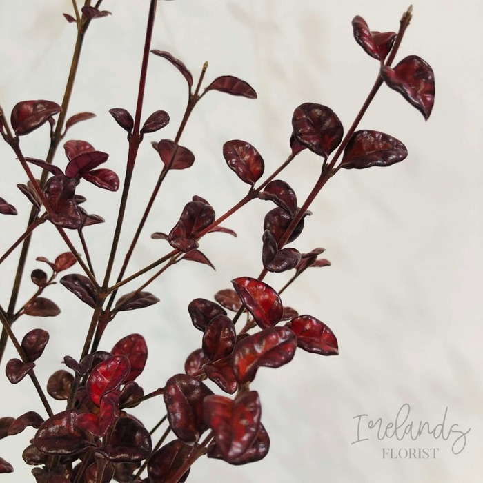 Myrtle Stems