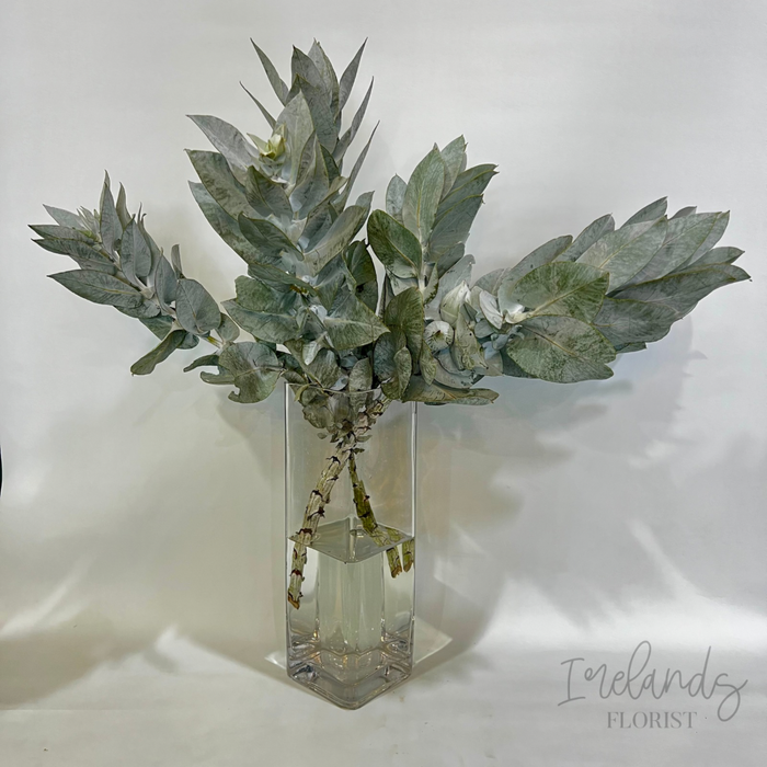 Macrocarpa Stems