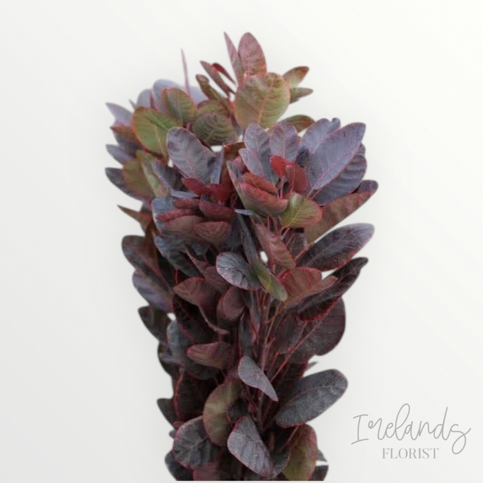 Smoke Bush Stems