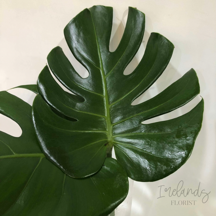 Monstera Stems