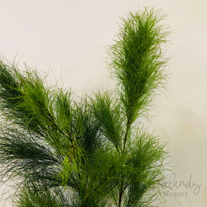 Koala Fern Stems