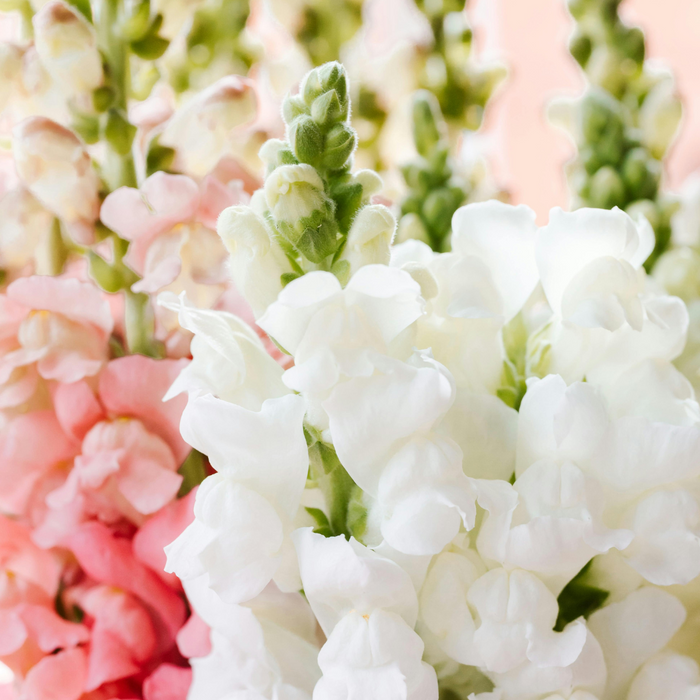 Snapdragons Stems