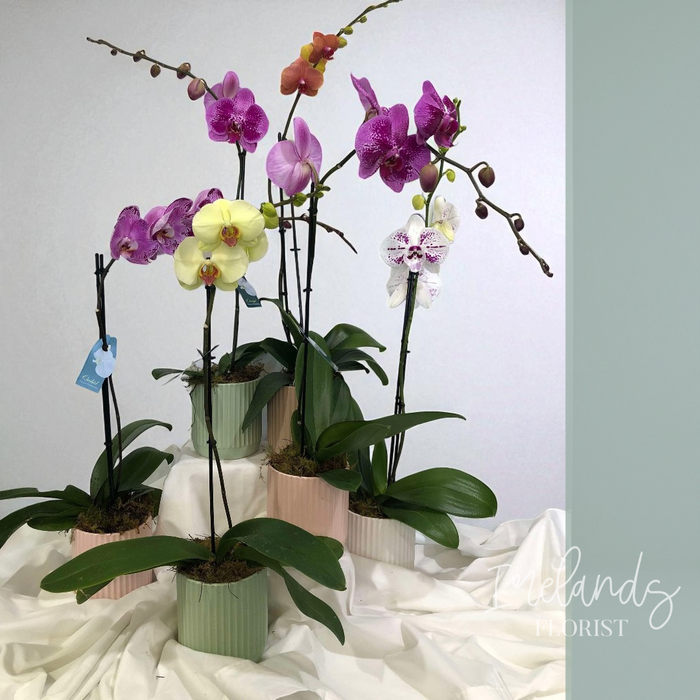 Premium Flowering Phalaenopsis Orchid | With Pot