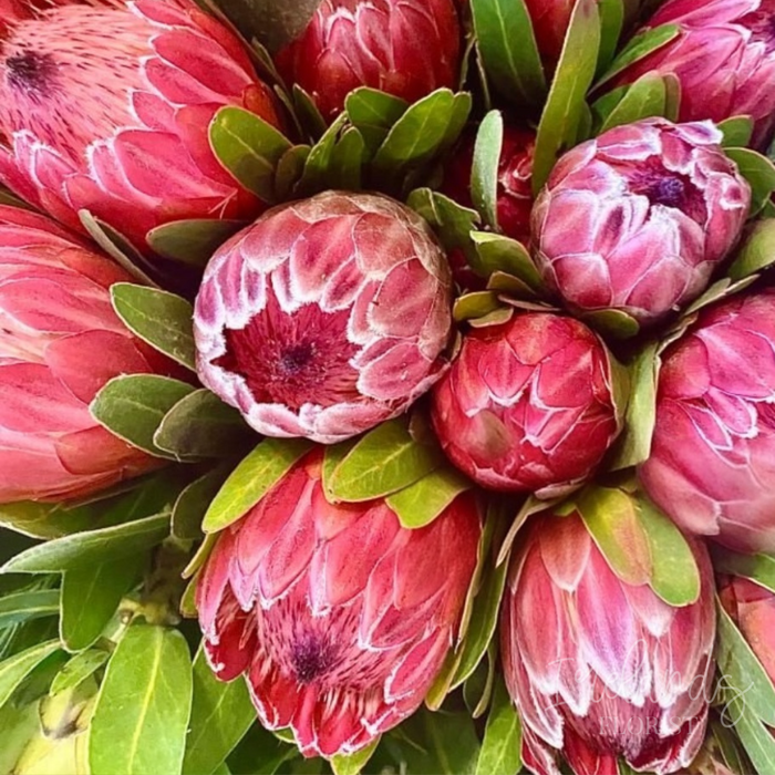 Protea Stems