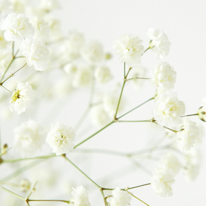 Gypsophila (Baby’s Breath) Stems