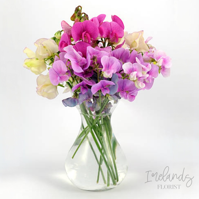 Sweet Pea Stems