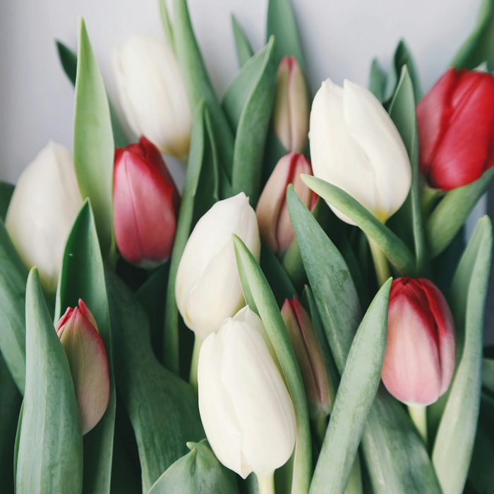 Tulip Stems