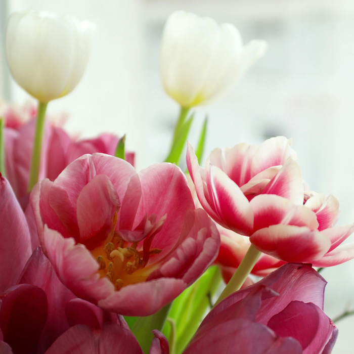 Tulip Stems