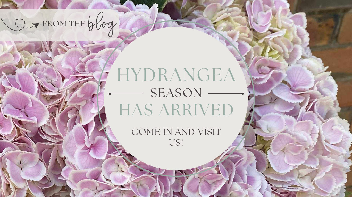 Hydrangeas in Sunbury