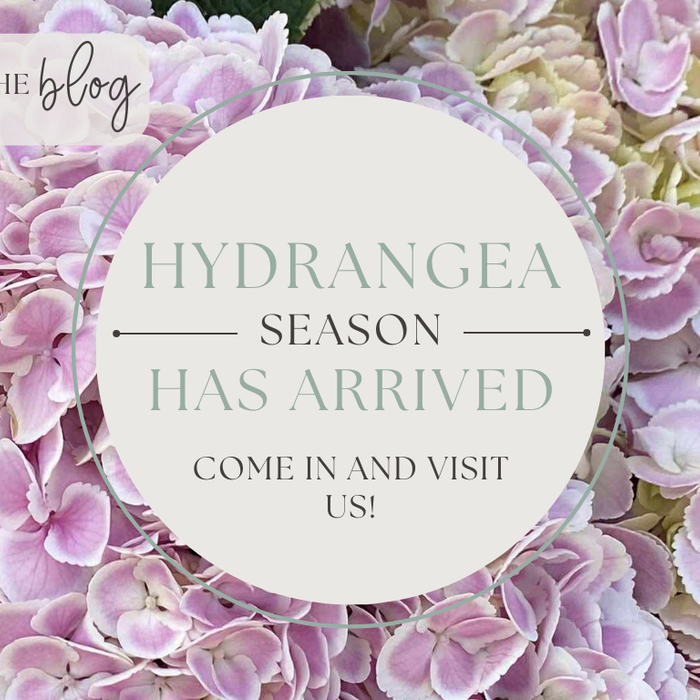 Hydrangeas in Sunbury