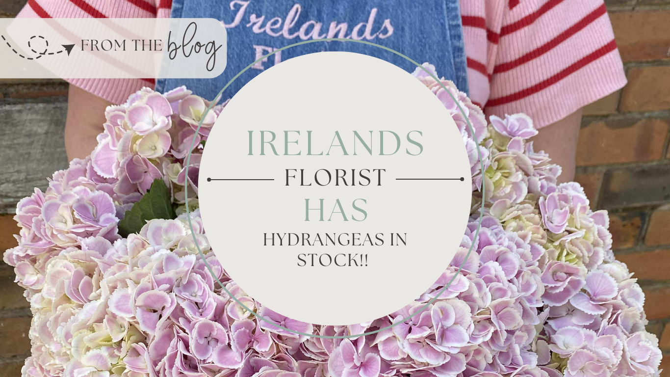 hydrangeas in Sunbury