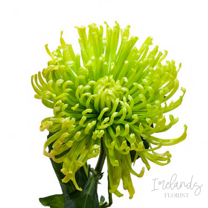 Spider Chysanthemum Stems