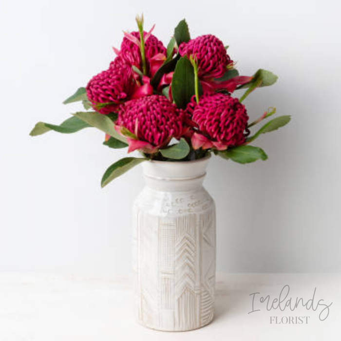 Waratah Stems
