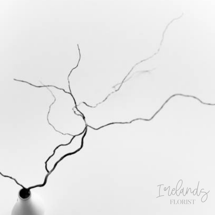 Twisted Willow Stems
