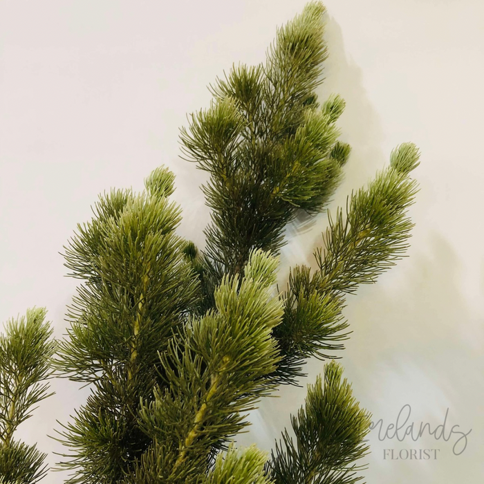 Wooly Bush Stems