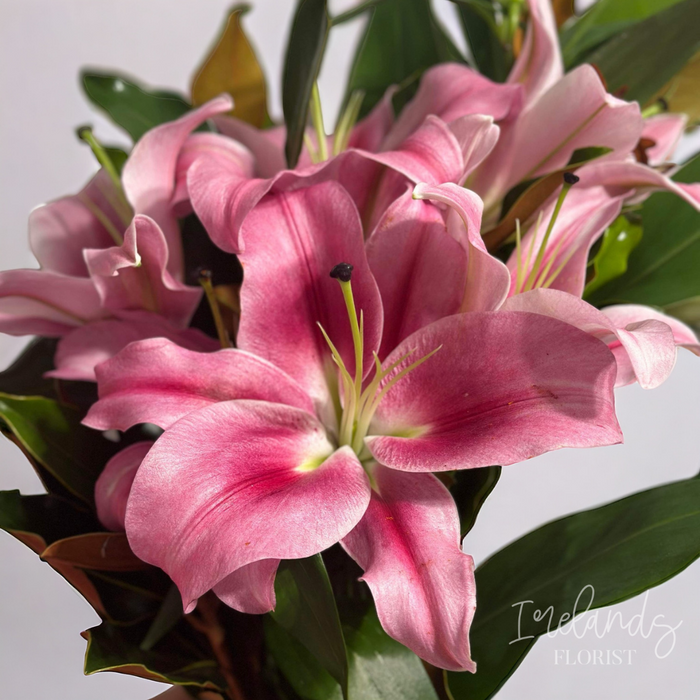 Oriental Lily