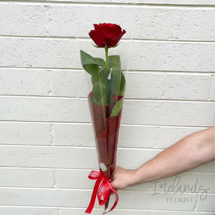 Single Stem Rose Wrapped